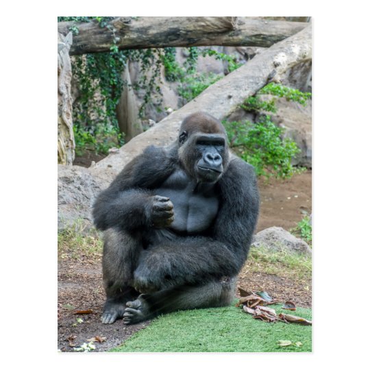 Gorilla at the zoo postcard