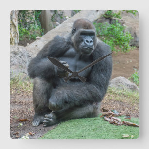 Gorilla at the zoo square wall clock