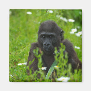 Gorilla Baby Hiding In The Grass Magnet