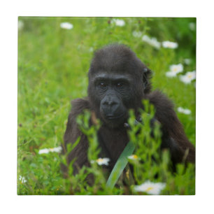 Gorilla Baby Hiding In The Grass Square Ceramic Tile