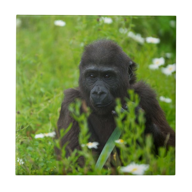 Gorilla Baby Hiding In The Grass Square Ceramic Tile (Front)