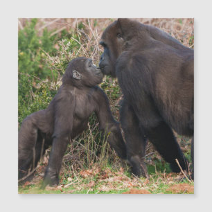 Gorilla Baby's Affectionate for Mum