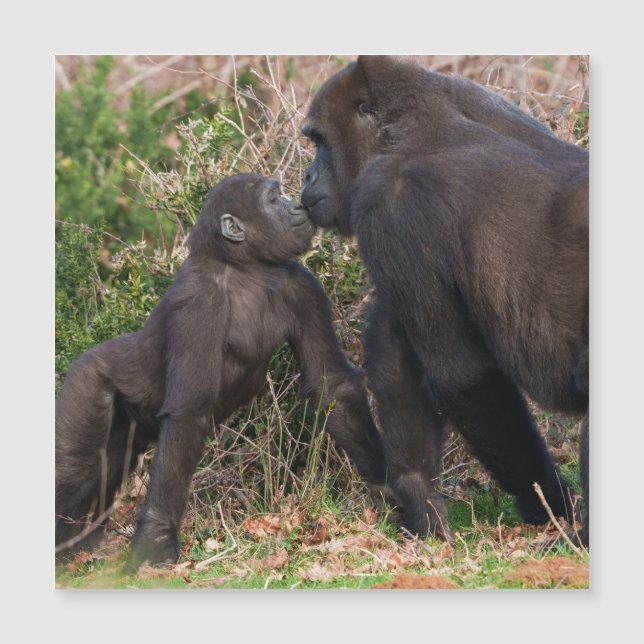 Gorilla Baby's Affectionate for Mum (Front)