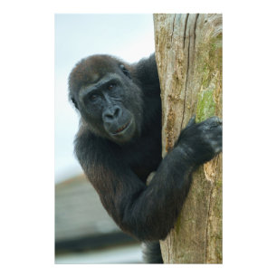 Gorilla Behind The Tree Photo Print