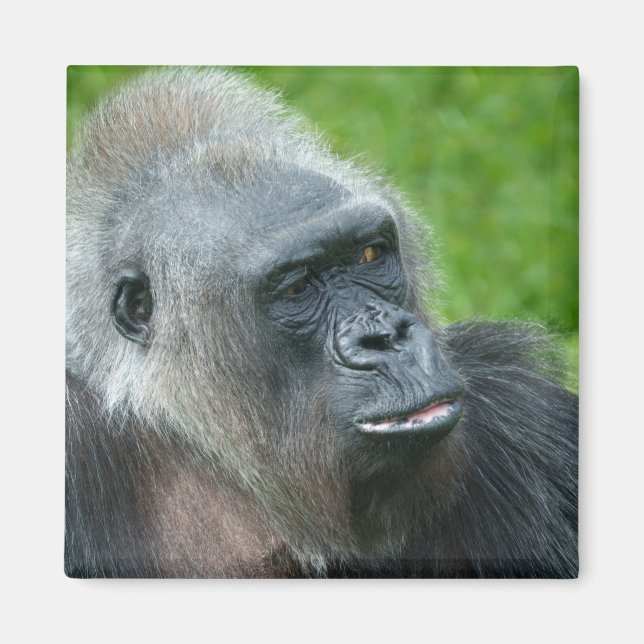 Gorilla Biddy Magnet (Front)