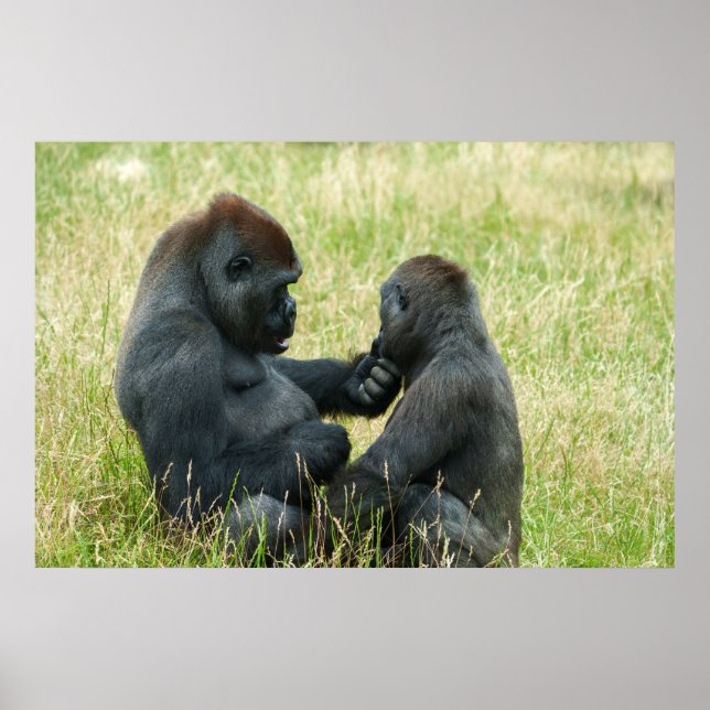 Gorilla Brother's Forever Poster (Front)