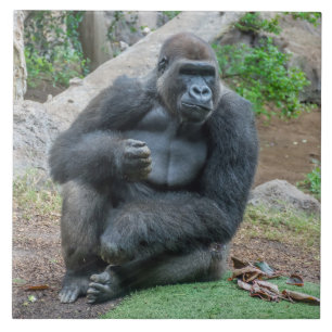 Gorilla ceramic tile