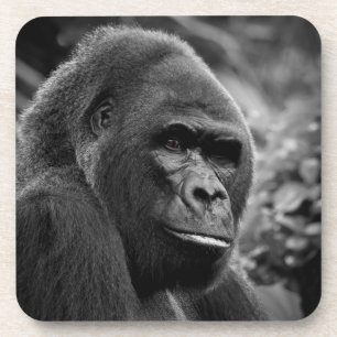 Gorilla Close Up Black And White Portrait Coaster