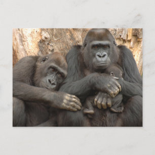 Gorilla Family Postcard