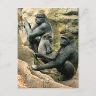 Gorilla Family Postcard