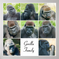 Gorilla Family