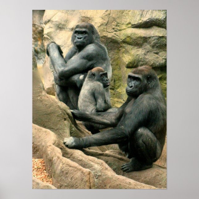 Gorilla Family Poster (Front)