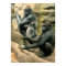 Gorilla Family Poster