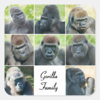 Gorilla Family