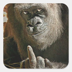 Gorilla Finger Square Sticker