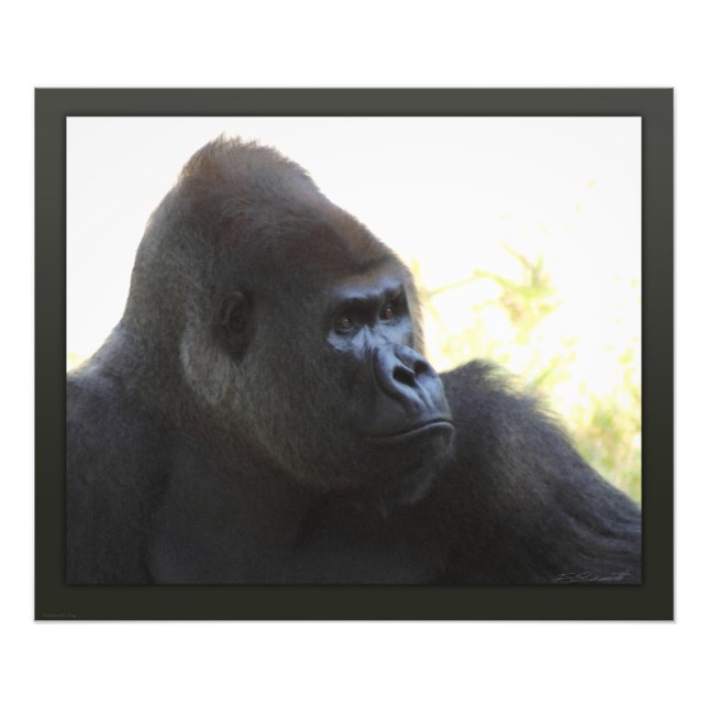 Gorilla Gaze Print -24x20 -other sizes available (Front)