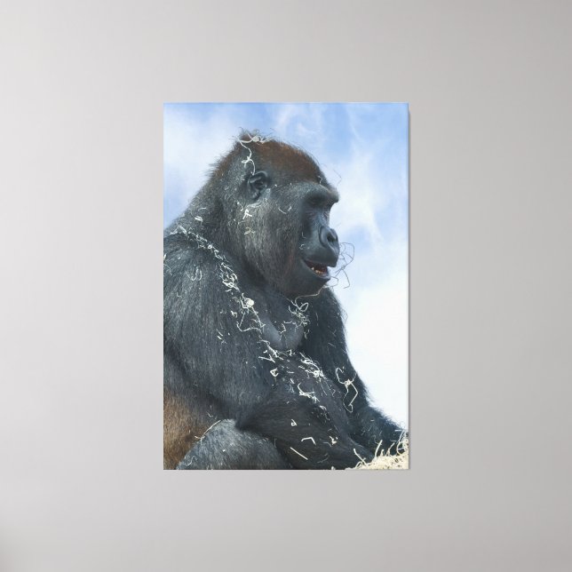 Gorilla Getting Messy Canvas Print (Front)