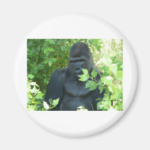 gorilla in the bush magnet