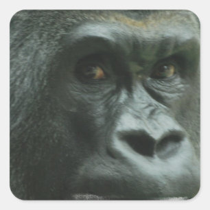Gorilla in the Mist Stickers