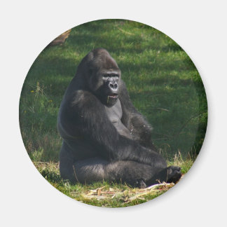 Gorilla in the Sun magnet