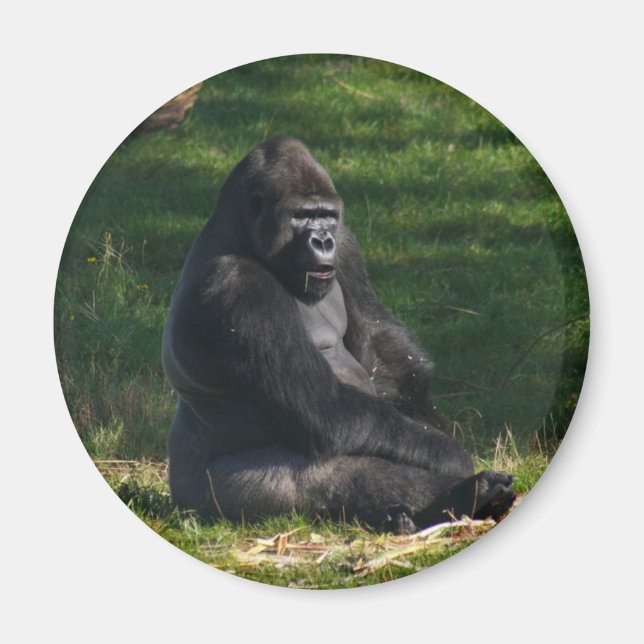Gorilla in the Sun magnet (Front)