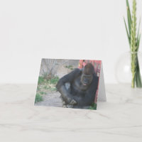Gorilla in the Sun