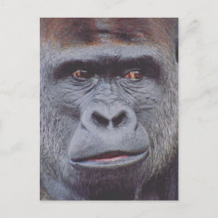 gorilla look postcard