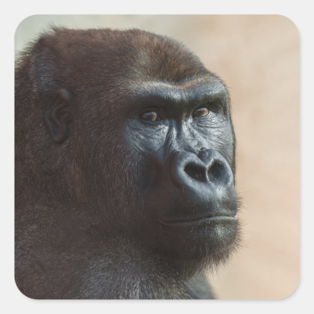 Gorilla Lope Close-up Square Sticker (Front)