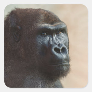 Gorilla Lope Close-up Square Sticker