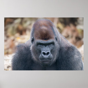 Gorilla Lope Looking Strong in 2025 Poster