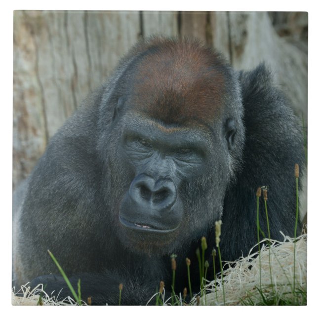 Gorilla Lope's Chill Time  Ceramic Tile (Front)