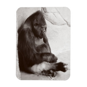 Gorilla Photography Sleeping Magnet