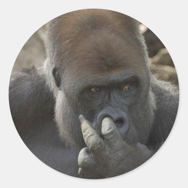 gorilla picking his nose - eeeewwwwwwww! classic round sticker (Front)