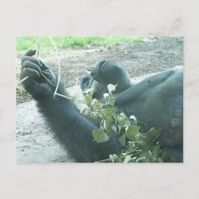 gorilla plays postcard (Front)