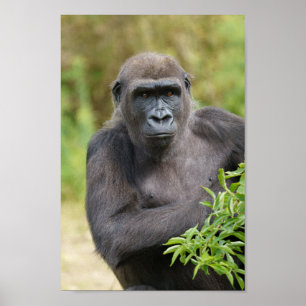 Gorilla portrait poster