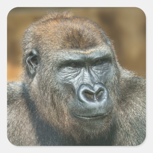 Gorilla Portrait Square Sticker (Front)