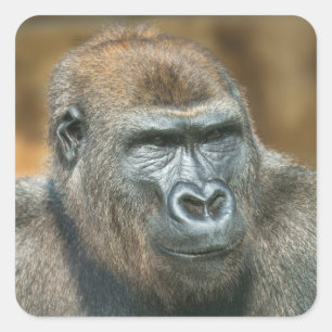 Gorilla Portrait Square Sticker