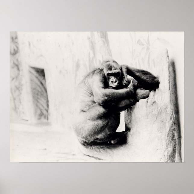 Gorilla Pose Poster (Front)