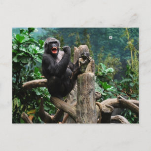 Gorilla Postcard