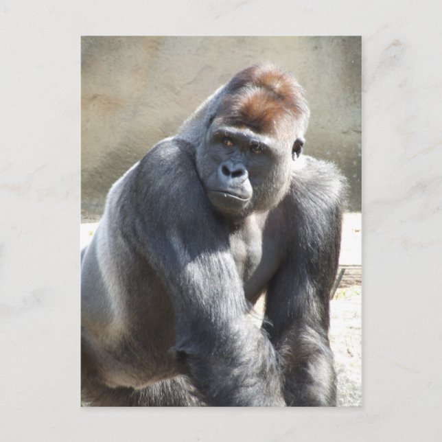 Gorilla Postcard (Front)