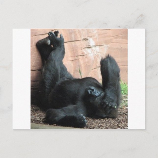 GORILLA POSTCARD (Front)