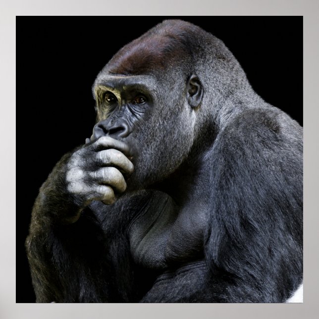 gorilla poster (Front)