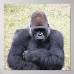 Gorilla Poster