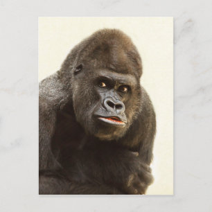 Gorilla Pout Postcard