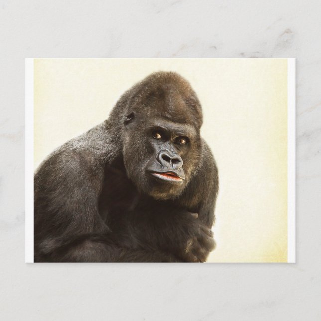 Gorilla Pout Postcard (Front)