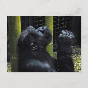 Gorilla prayer postcard