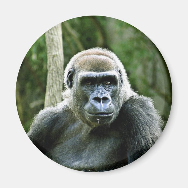 Gorilla Profile Magnet (Front)