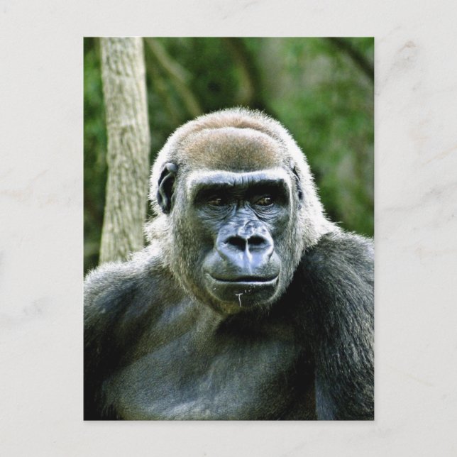 Gorilla Profile Postcard (Front)