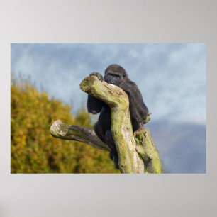 Gorilla Resting On A Tree Poster