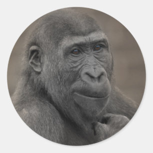 Gorilla Shufai Classic Round Sticker